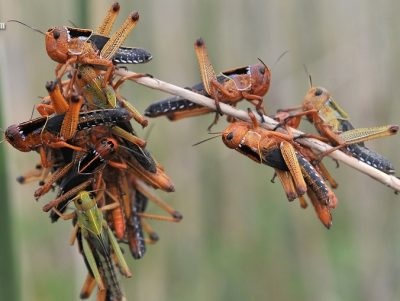 Grasshopper - poze pentru copii fotografii, rime, video, poze