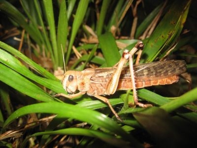 Grasshopper - poze pentru copii fotografii, rime, video, poze