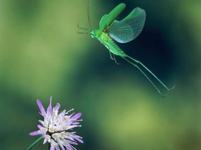 Grasshopper - poze pentru copii fotografii, rime, video, poze