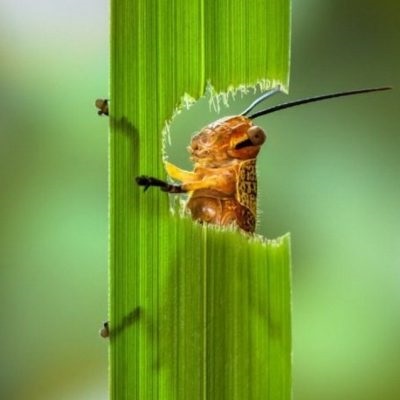 Grasshopper - poze pentru copii fotografii, rime, video, poze