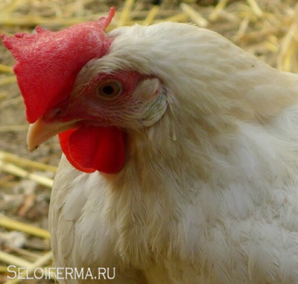 Descrierea rasei Leggorn, conținutul, hrănirea