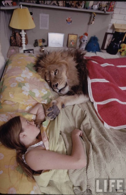 Leul ca un animal de companie - știri în fotografii