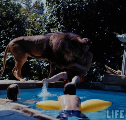 Leul ca un animal de companie - știri în fotografii