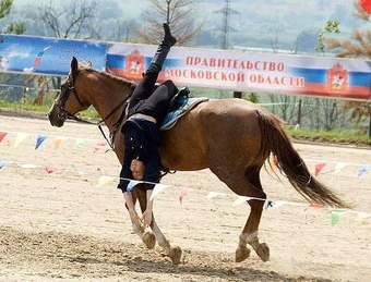 Cai, ponei, măgari