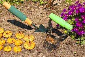 Cea mai bună instrucțiune pentru cultivarea gladiolilor