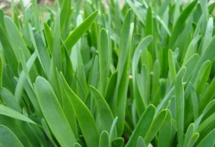 Allium nutans hasznos tulajdonságok, különösen a növekedés
