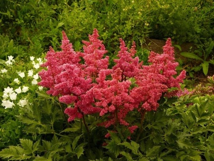 Plante perene pentru un frumos pat de flori și o astilbe