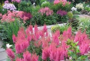 Plante perene pentru un frumos pat de flori și o astilbe