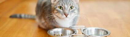 Este posibil ca pisica să fie transferată într-o altă hrană uscată, cum să o faceți și ce fel de hrană este mai bine să transferați