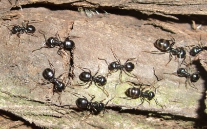 Ant roșu vierme negru, miros și roșu, în cazul în care trăiesc și cum să scapi