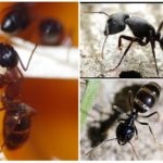 Ants drevotochtsy - fotografie și descriere