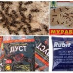 Ants drevotochtsy - fotografie și descriere