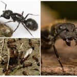 Ants drevotochtsy - fotografie și descriere