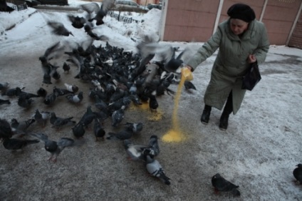 Nu hrăniți porumbeii albastri! Orașul - seara Petersburg