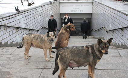 Știri, cum ar fi câinii fără stăpân sunt ghidați în metroul din Moscova, un mic miracol!