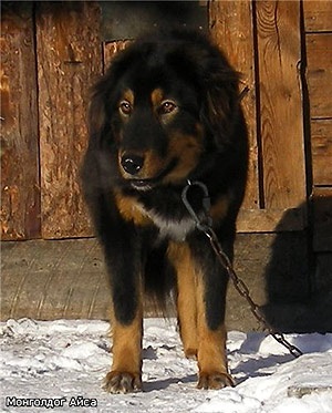 Noua Zeelandă Shepherd Dog, descrierea rasei, caracterul câinelui și fotografie