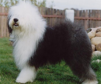 Új-Zéland juhászkutya, fajta leírás, kutyák karakter és képek