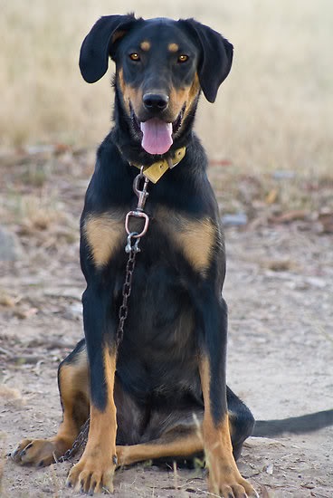 New Zealand Shepherd Dog, rase de câini, animale și rase