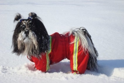 Shih Tzu ruházat (overál, esőkabát, stb