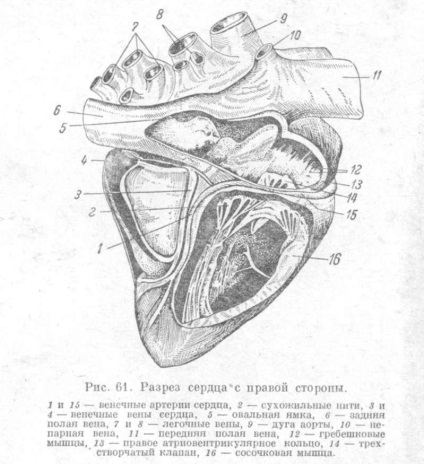 Sistemul circulator