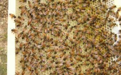 Toamna hrănirea albinelor rapid, eficient, exact la timp