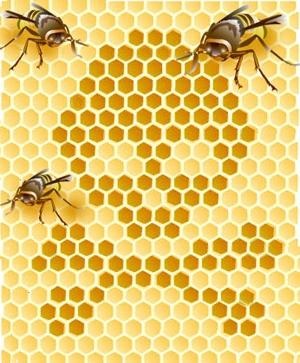 Toamna hrănirea albinelor rapid, eficient, exact la timp