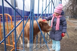 Recenzii despre noul delfinar din Moscova, așa cum ar trebui