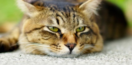 Panleukopenia (szopornyica) macska, állatorvosi klinika 