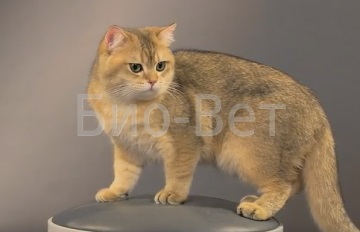 Pannelopenia de pisici, principalele simptome și tratamentul pisicilor panleykopenia - clinică veterinară bio-vet
