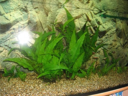 Fereastra Thai - o planta ideala pentru un acvariu