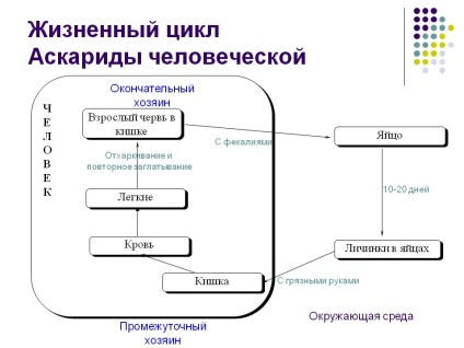 Paraziți în simptomele și tratamentul plămânilor