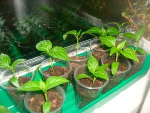 Pepper ültetés, gondozás