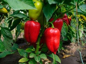 Pepper ültetés, gondozás