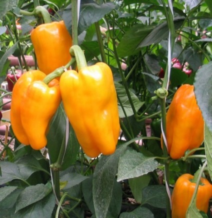 Pepper varietate dulce și hibrizi cu descriere și fotografie
