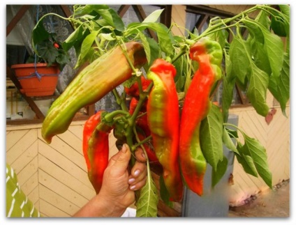 Pepper varietate dulce și hibrizi cu descriere și fotografie