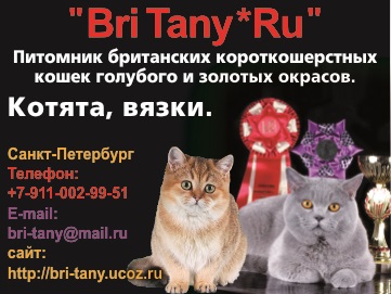 Căsătoria de pisici din Sankt Petersburg