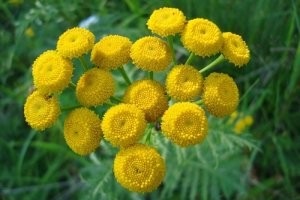 Tansy - descriere, proprietăți utile, aplicare