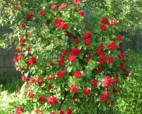 Climbing Rose - secrete de îngrijire, casa noastră și gradina este casa noastră și grădina