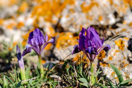 Plajele din Sevastopol