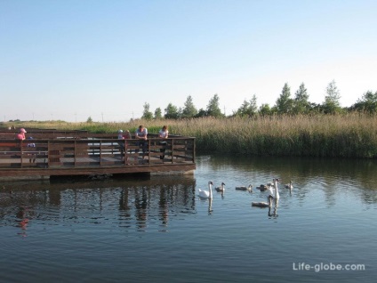 Plajă în chihlimbar - 