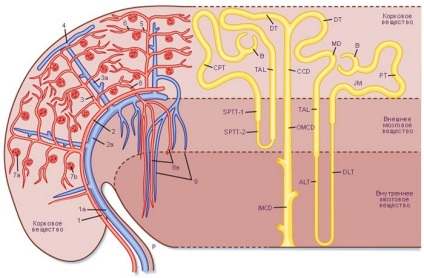 Sindopia tulpină renală și compoziția organelor polului superior