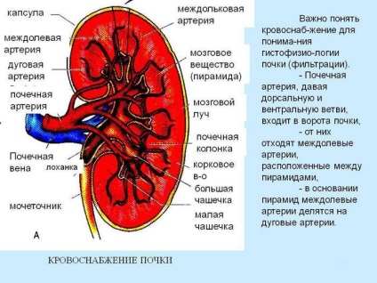 Sindopia tulpină renală și compoziția organelor polului superior