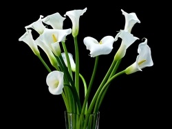 Miért Calla úgynevezett „virág a halál”