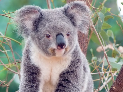 Miért koala nem lehet háziállat, koala otthon