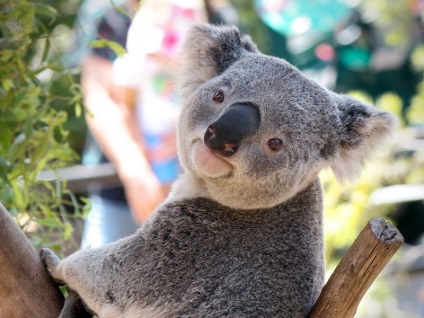 Miért koala nem lehet háziállat, koala otthon