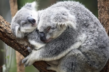 De ce o koala nu poate fi un animal de companie, o koala acasa