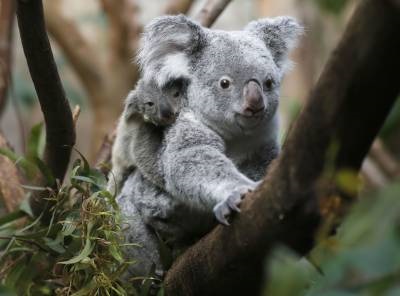 Miért nem tartalmaznak koala, mint egy kisállat