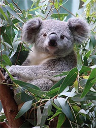 Miért koala nem szerepel egy kisállat
