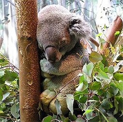 Miért koala nem szerepel egy kisállat