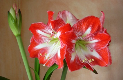 De ce amaryllis nu infloreste, ce sa faca